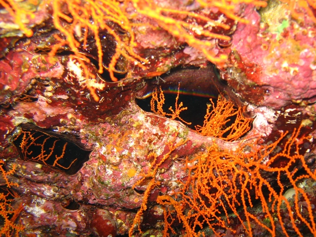 bubble reflections.jpg